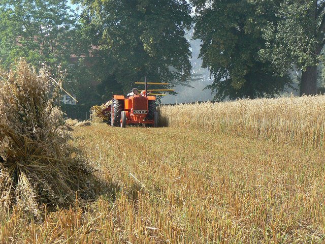 Harvesting with reaper and binder - 1